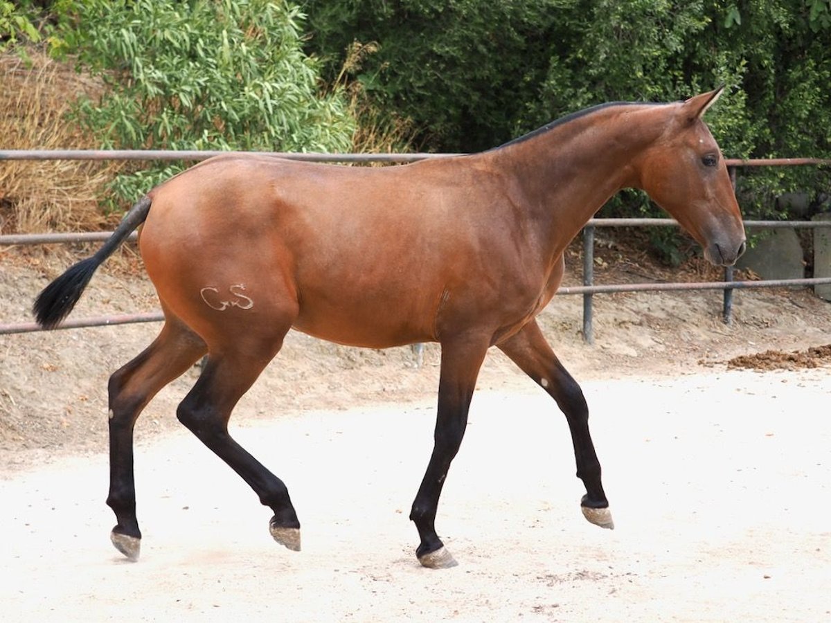 PRE Mix Merrie 1 Jaar 160 cm Roodbruin in NAVAS DEL MADRONO
