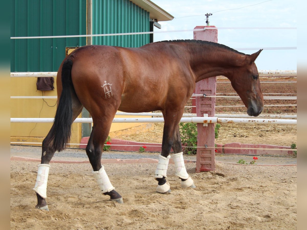 PRE Merrie 1 Jaar 164 cm Lichtbruin in Los Rosales