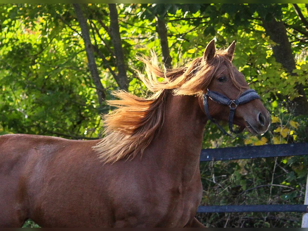 PRE Mix Merrie 1 Jaar 164 cm Vos in Wremen
