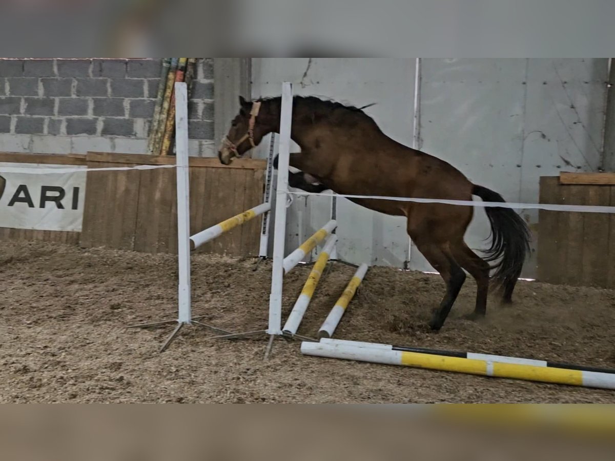 PRE Mix Merrie 1 Jaar 165 cm Roodbruin in Golub-Dobrzyn