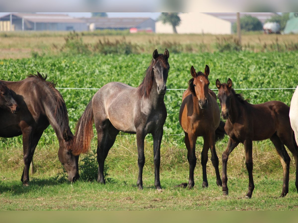 PRE Merrie 1 Jaar Schimmel in Alveringem