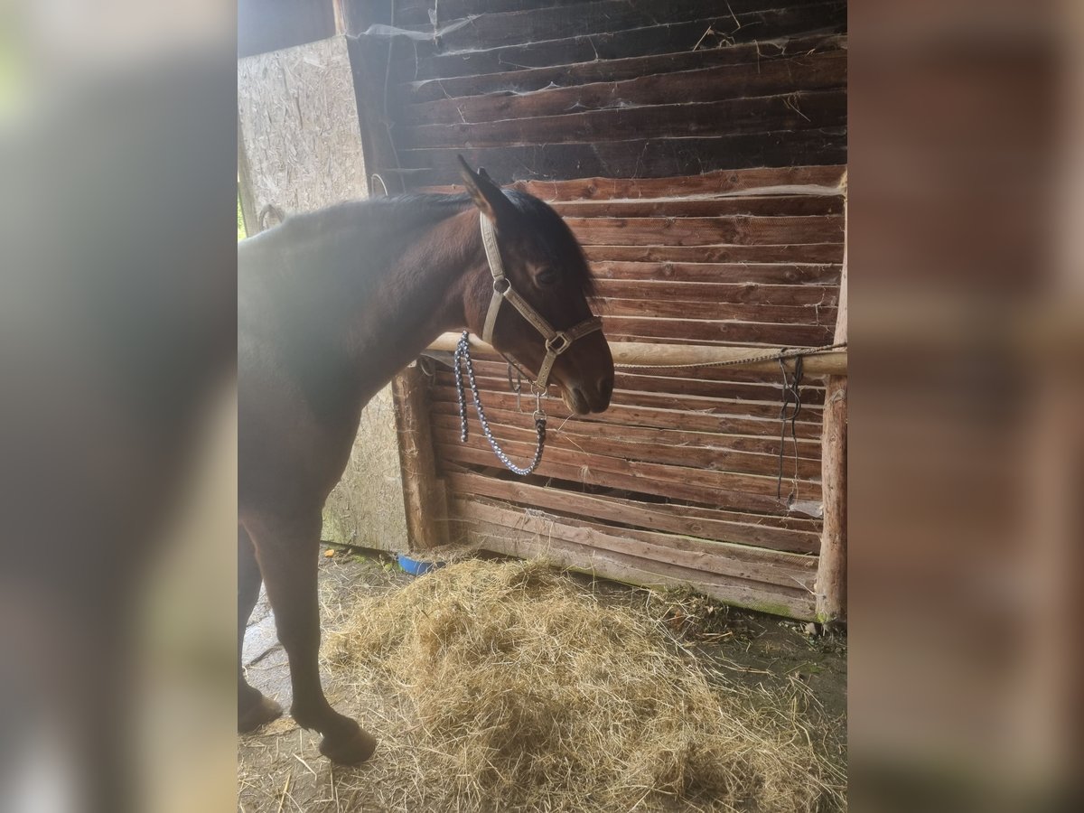 PRE Mix Merrie 20 Jaar 165 cm Bruin in Simmerath