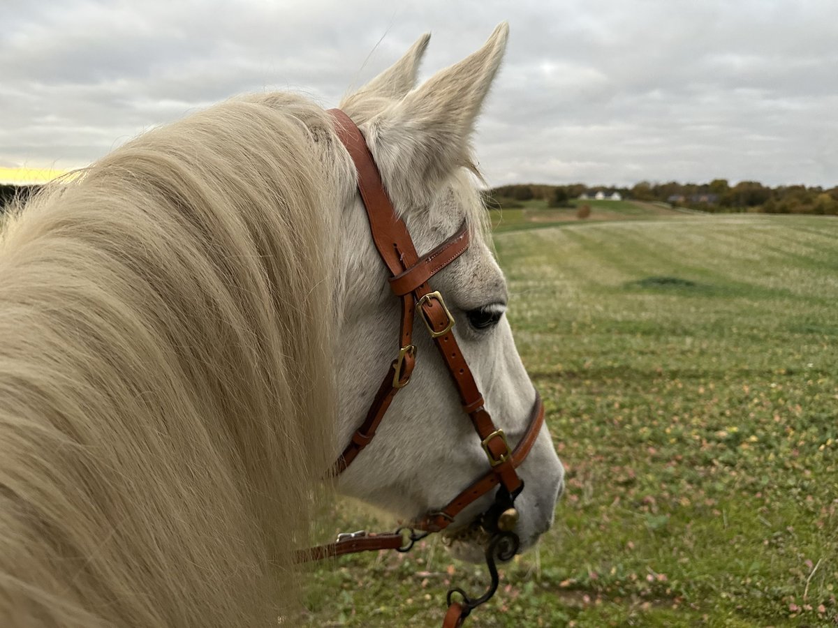 PRE Mix Merrie 22 Jaar 155 cm Wit in Fredensborg