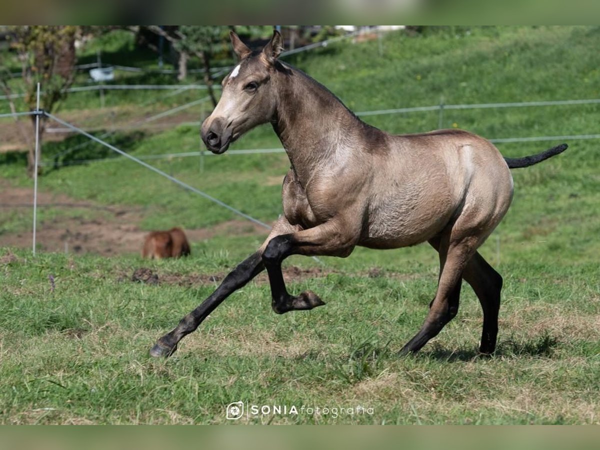 PRE Mix Merrie 2 Jaar 145 cm Falbe in Sevilla