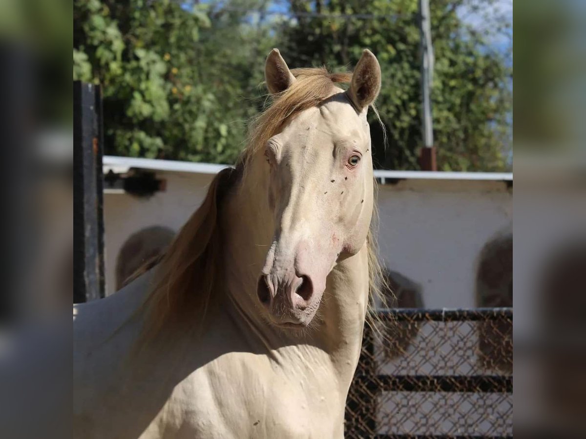 PRE Merrie 2 Jaar 151 cm Falbe in Malaga