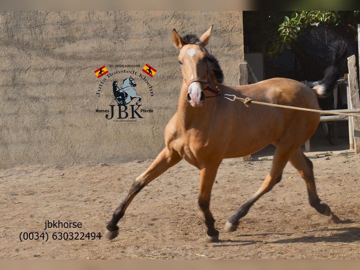 PRE Merrie 2 Jaar 154 cm Falbe in Tabernas Almeria