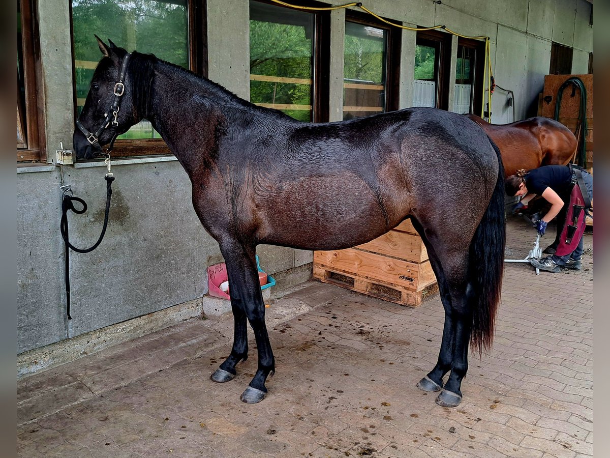 PRE Mix Merrie 2 Jaar 160 cm kan schimmel zijn in Munster