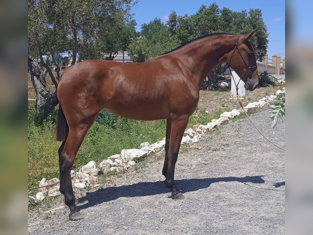 PRE Merrie 2 Jaar 163 cm Lichtbruin in Trebujena