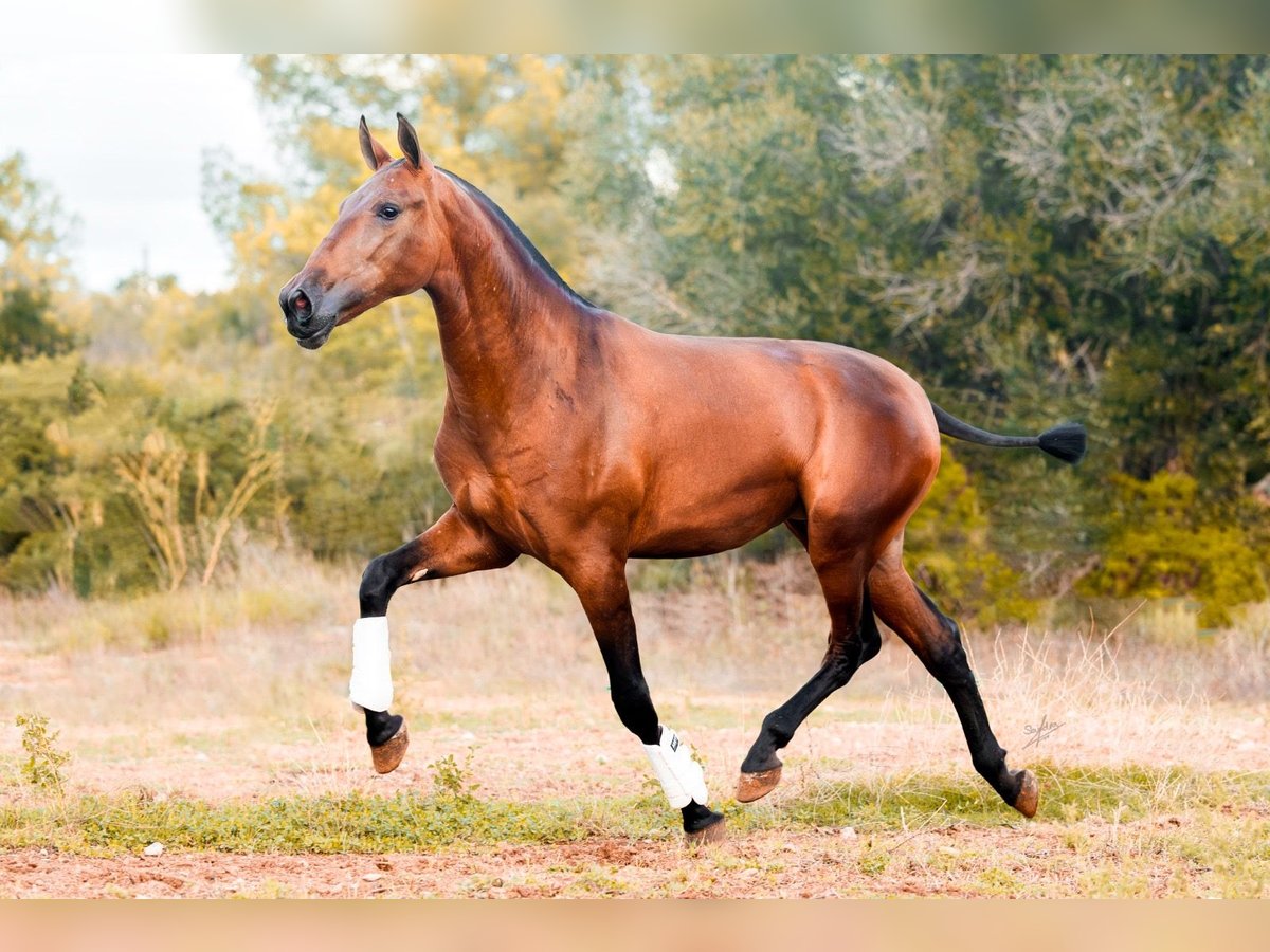 PRE Merrie 2 Jaar 165 cm Bruin in Vilanova y la Geltru