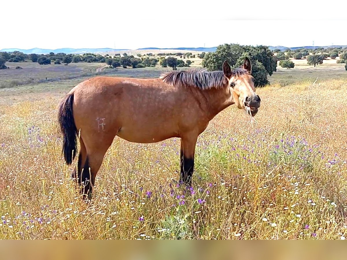 PRE Merrie 2 Jaar 165 cm Falbe in Cabezarrubias Del Puerto