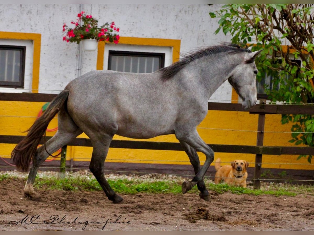 PRE Merrie 2 Jaar 165 cm Schimmel in Brandis