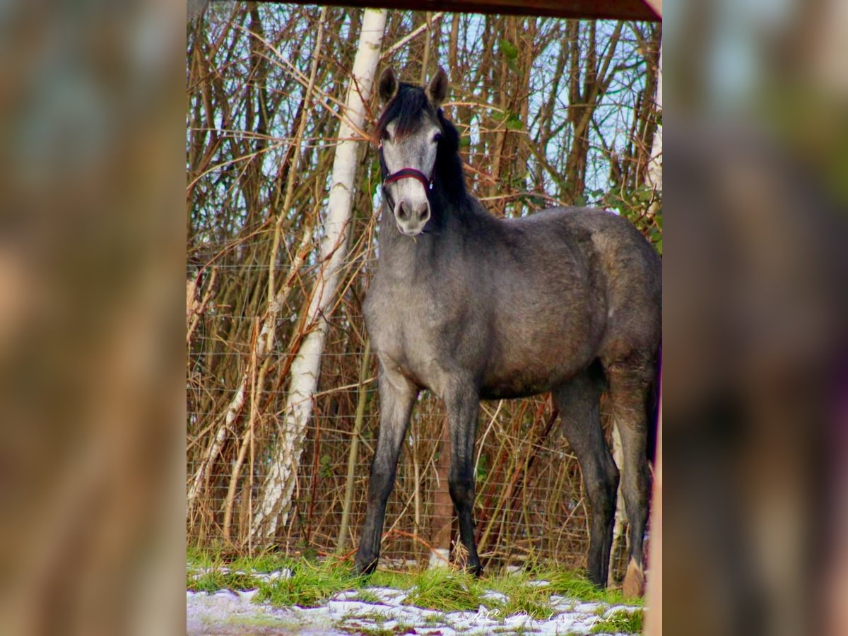 PRE Merrie 2 Jaar 165 cm Schimmel in Brandis