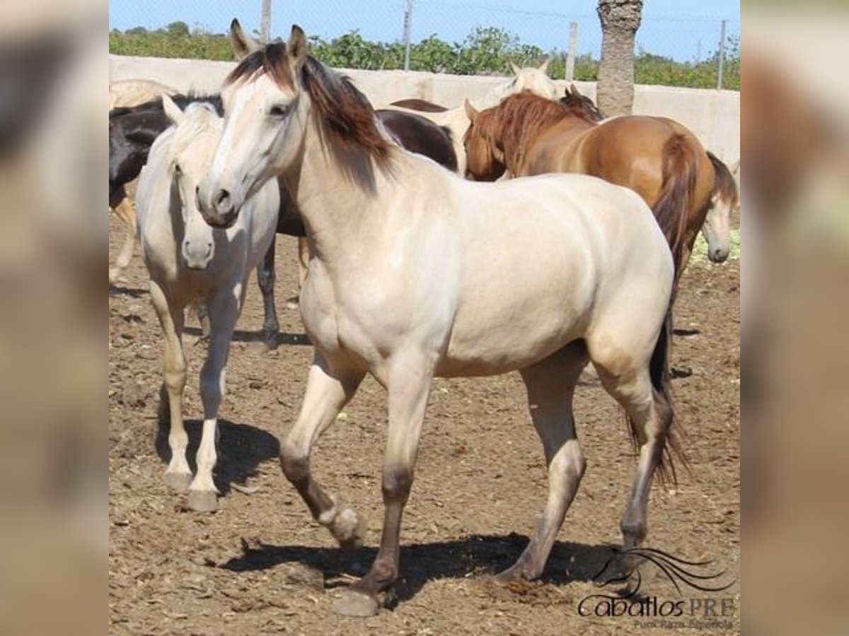 PRE Merrie 2 Jaar Buckskin in Alicante