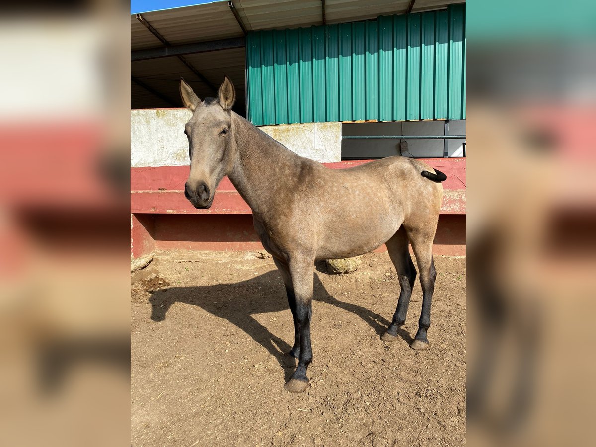 PRE Merrie 2 Jaar Falbe in Alcala Del Valle