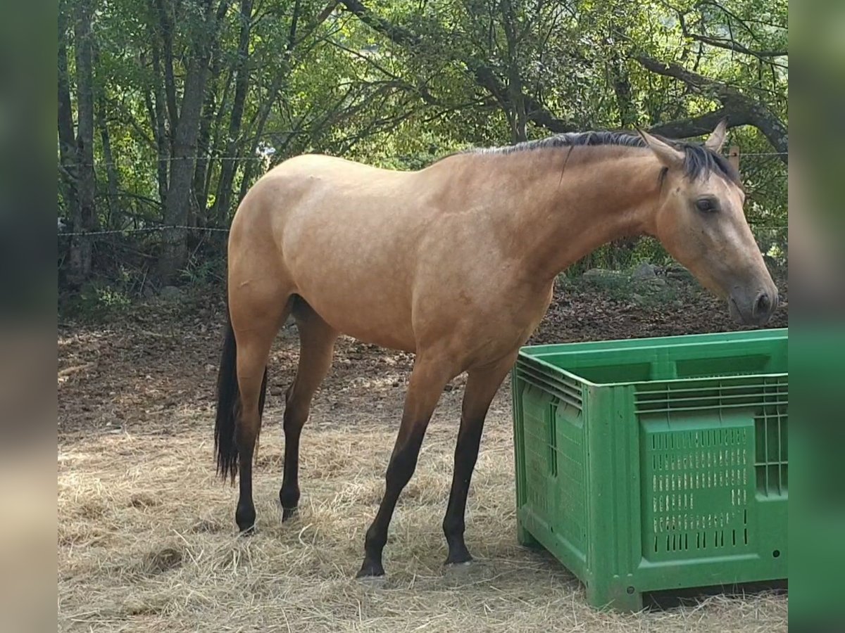 PRE Mix Merrie 3 Jaar 154 cm Buckskin in Velbert