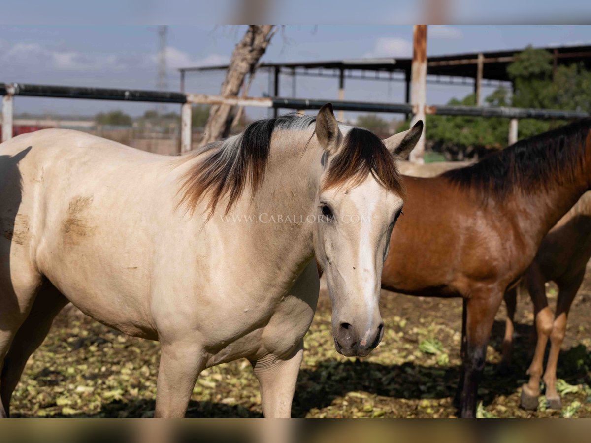 PRE Merrie 3 Jaar 154 cm Falbe in Rafelguaraf