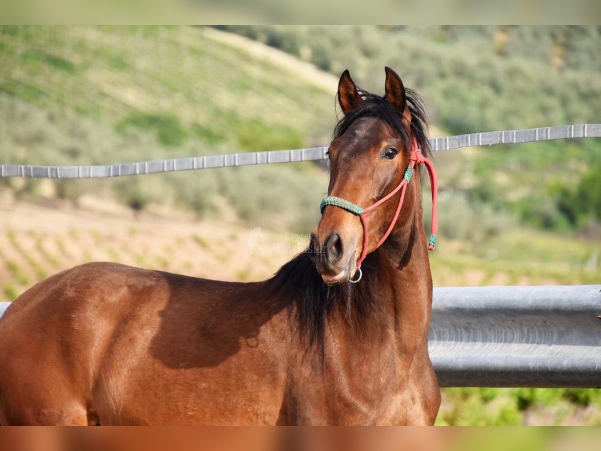 PRE Merrie 3 Jaar 155 cm Bruin in Provinz Cordoba