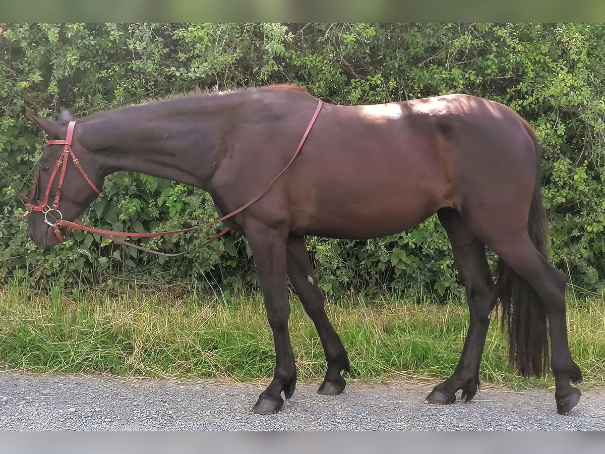 PRE Merrie 3 Jaar 156 cm Donkerbruin in Stammbach