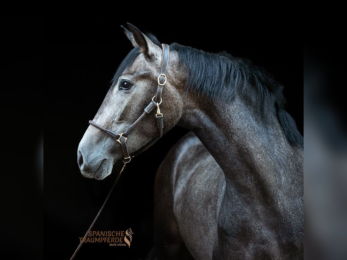 PRE Mix Merrie 3 Jaar 158 cm Schimmel in Stipsdorf