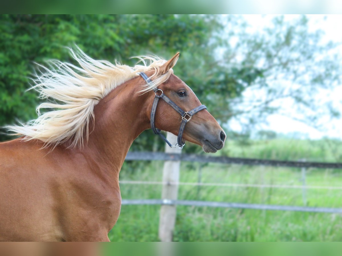 PRE Merrie 3 Jaar 158 cm Vos in Wremen