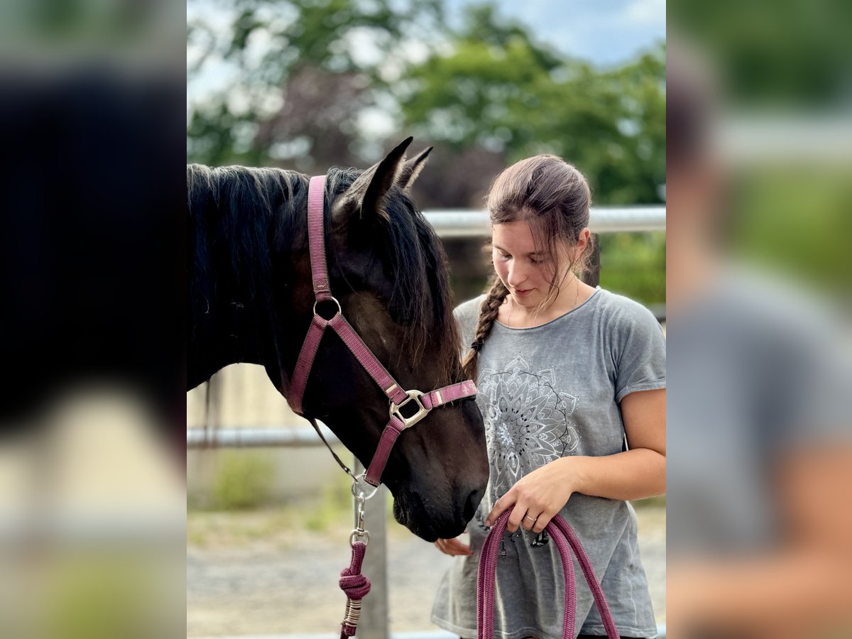 PRE Merrie 3 Jaar 160 cm Donkerbruin in Stahnsdorf