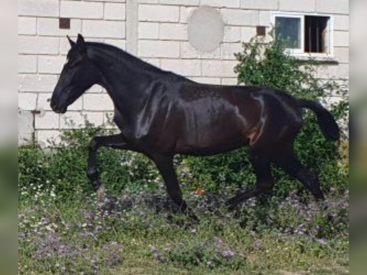 PRE Mix Merrie 3 Jaar 160 cm Zwart in Madrid