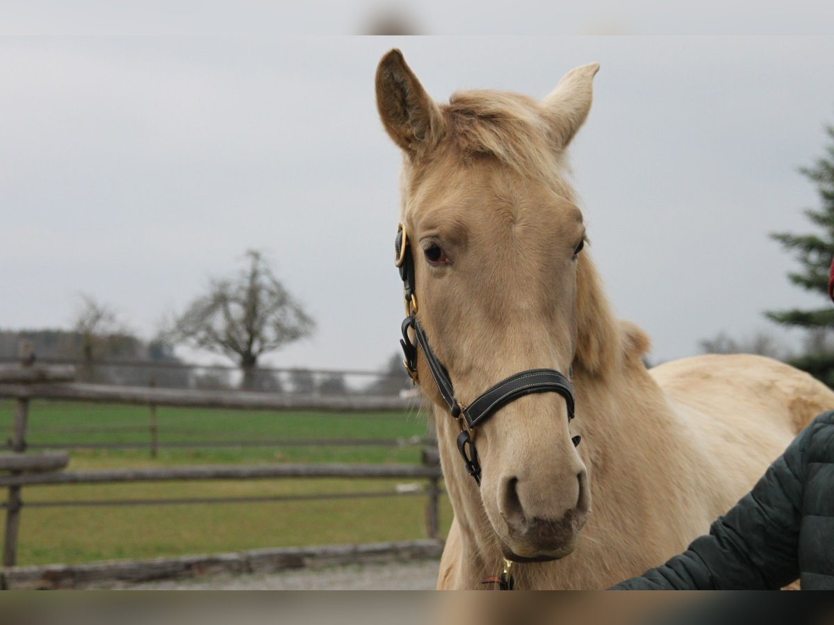 PRE Merrie 3 Jaar 162 cm Pearl in Balingen