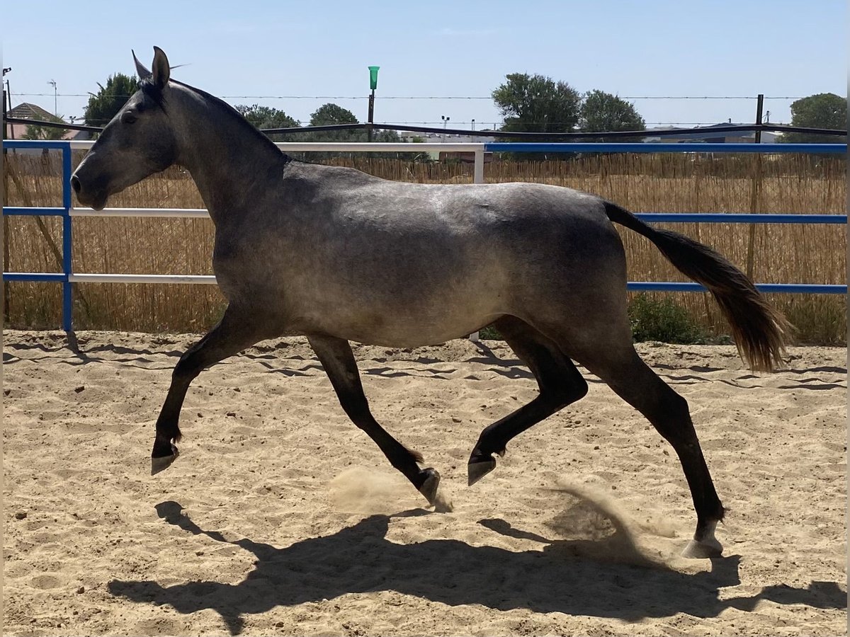 PRE Merrie 3 Jaar 162 cm Schimmel in Fuentes De Andalucia