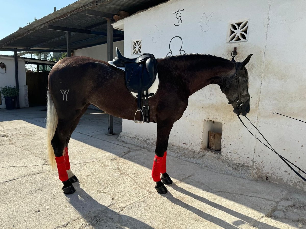 PRE Merrie 3 Jaar 162 cm Schimmel in Malaga