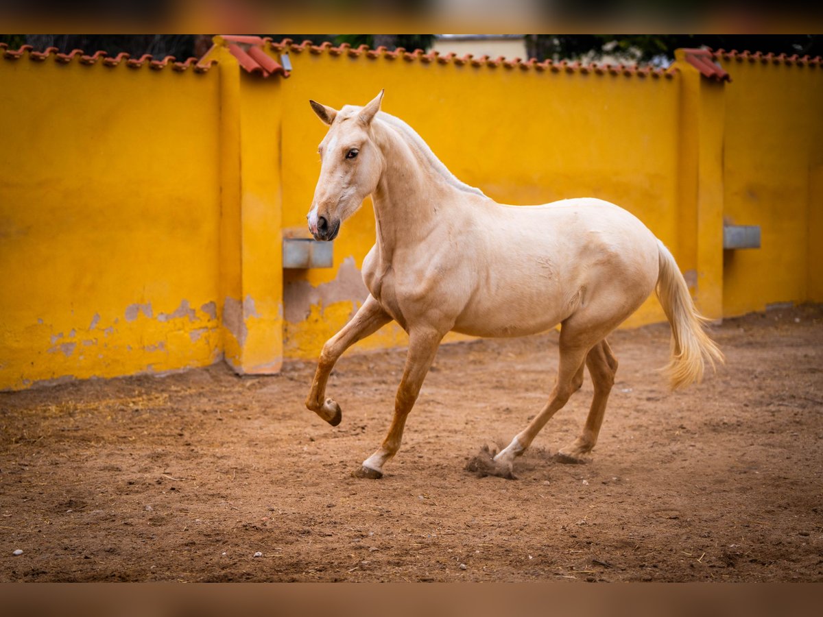 PRE Mix Merrie 3 Jaar 163 cm Palomino in Valencia