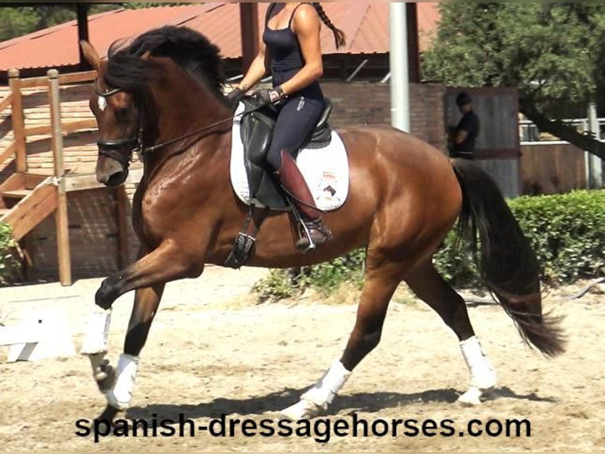 PRE Mix Merrie 3 Jaar 164 cm Bruin in Barcelona