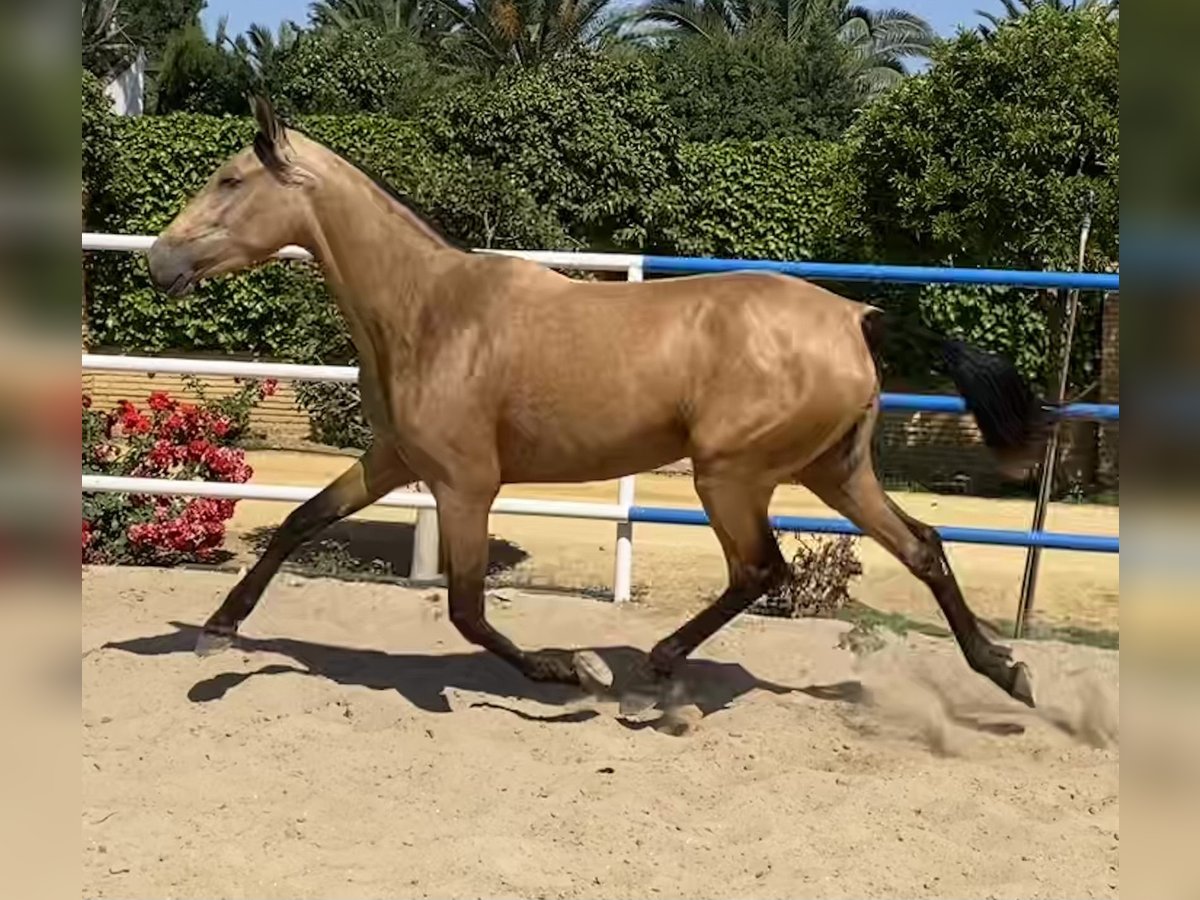 PRE Merrie 3 Jaar 165 cm Falbe in Fuentes De Andalucia