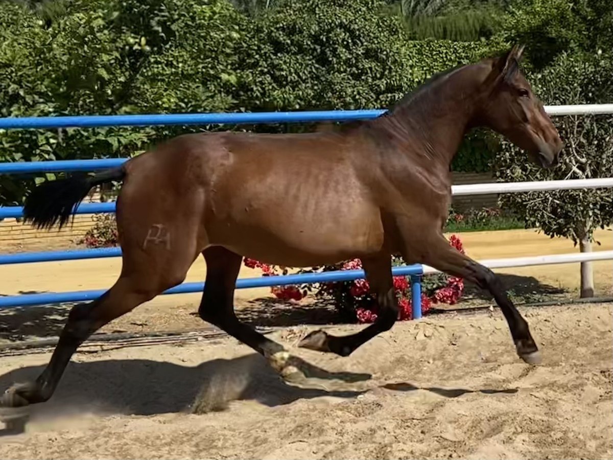 PRE Merrie 3 Jaar 166 cm Donkerbruin in Fuentes De Andalucia