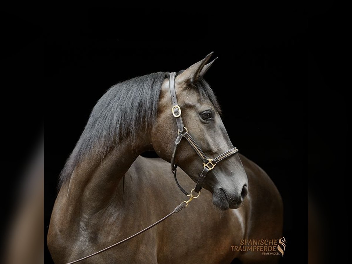 PRE Mix Merrie 4 Jaar 153 cm Zwart in Traventhal
