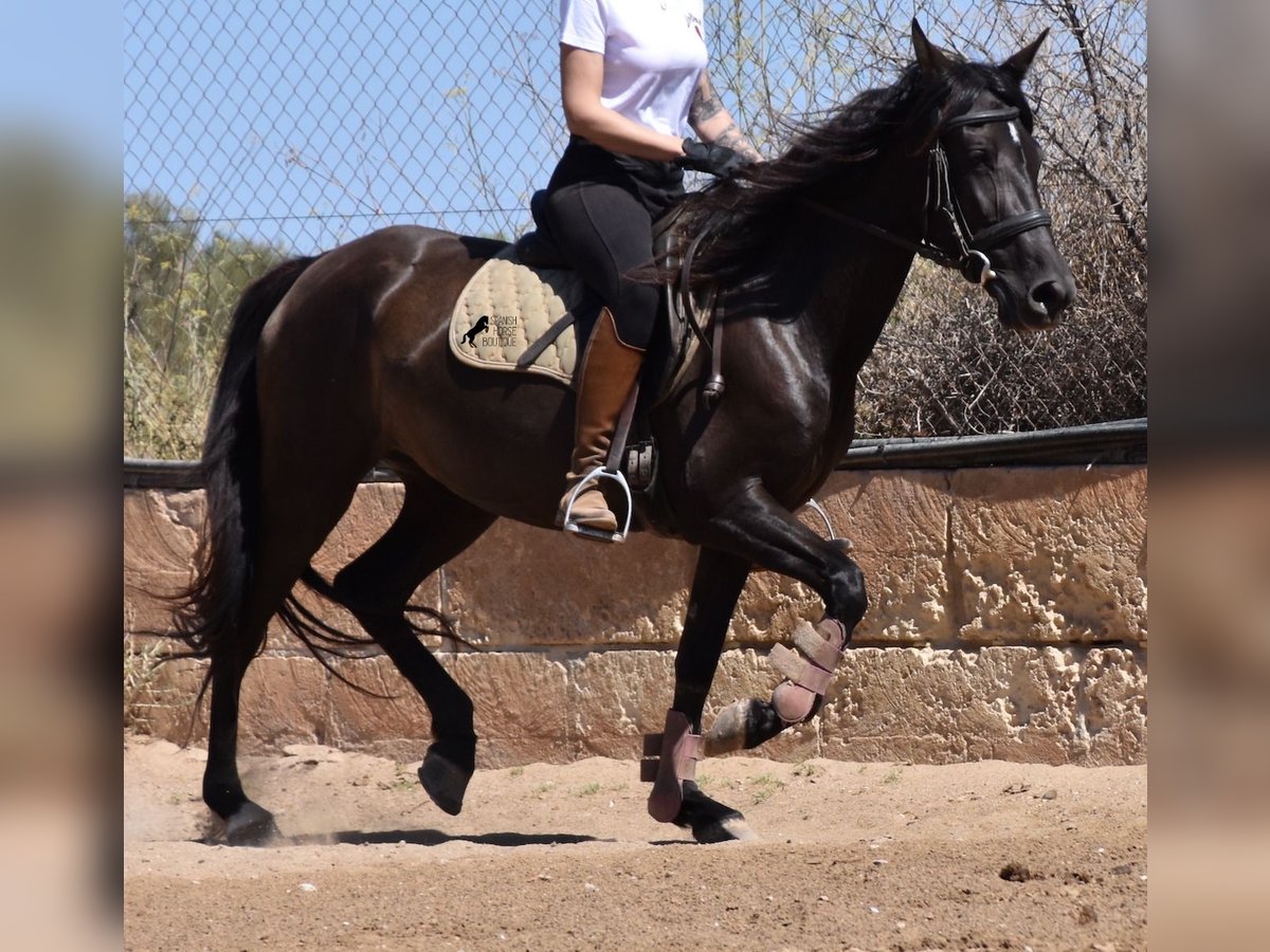 PRE Merrie 4 Jaar 153 cm Zwart in Mallorca