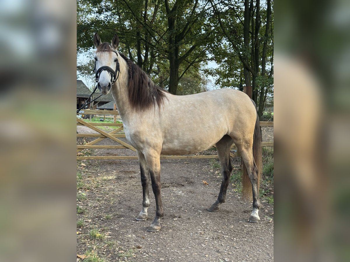 PRE Merrie 4 Jaar 157 cm Buckskin in Liempde