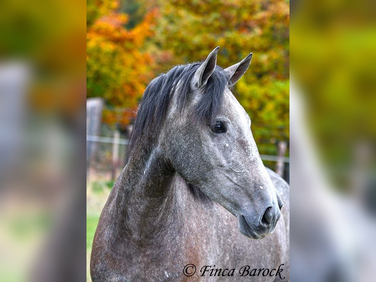 PRE Mix Merrie 4 Jaar 158 cm Schimmel in Wiebelsheim