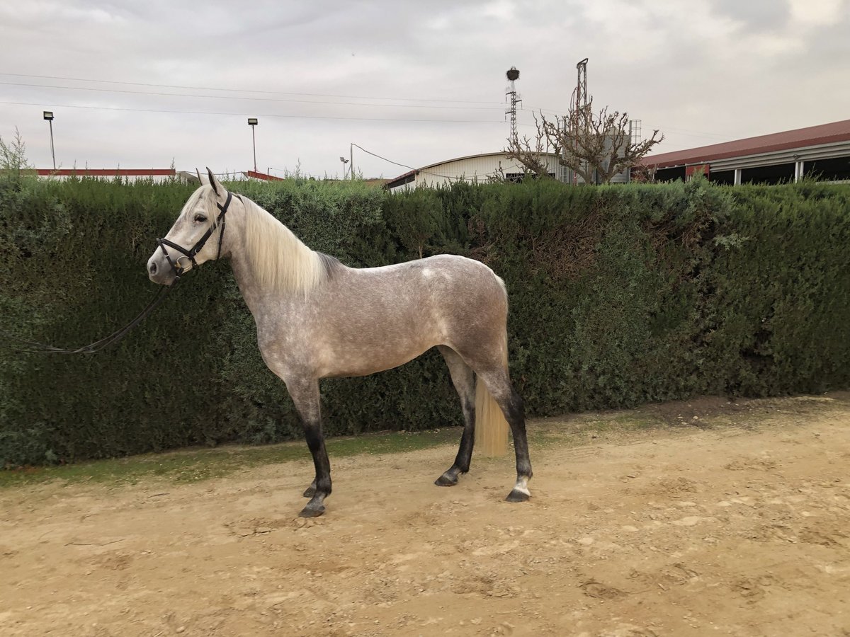 PRE Merrie 4 Jaar 160 cm Schimmel in Pilas