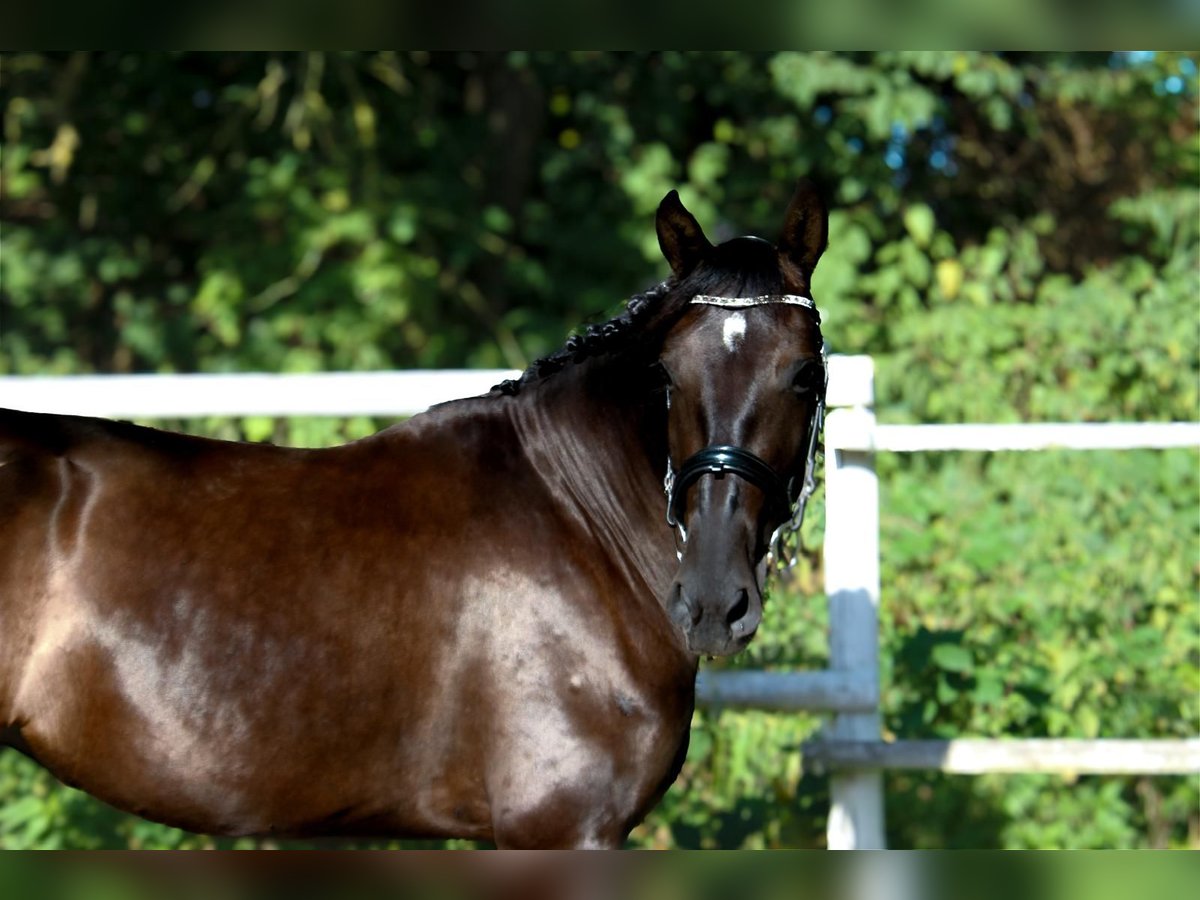 PRE Merrie 4 Jaar 160 cm Zwart in Drage