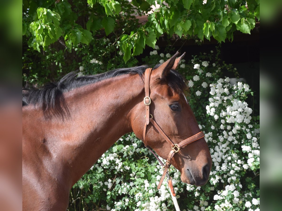 PRE Mix Merrie 4 Jaar 162 cm Bruin in Würzburg