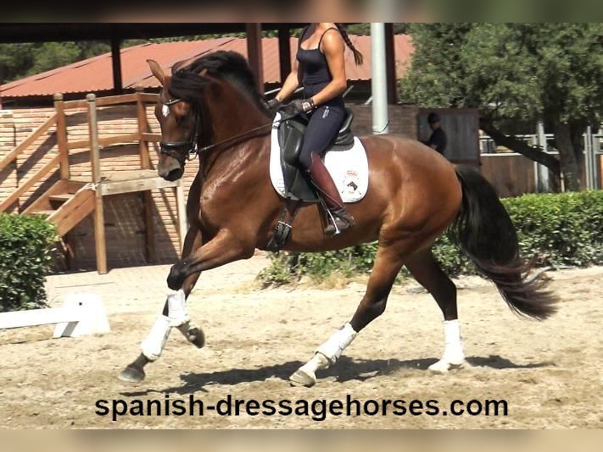 PRE Mix Merrie 4 Jaar 164 cm Bruin in Barcelona