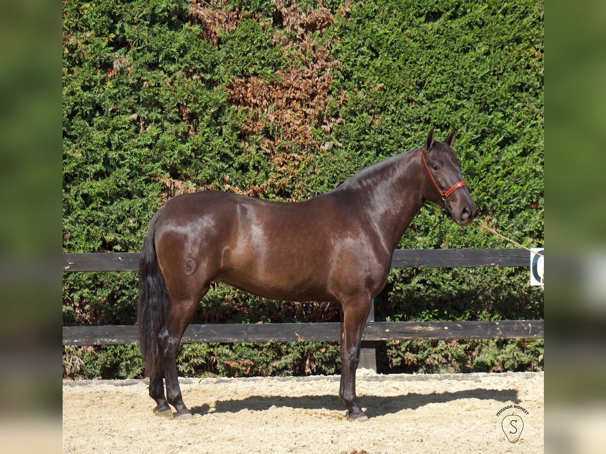 PRE Mix Merrie 4 Jaar 165 cm in Almonte
