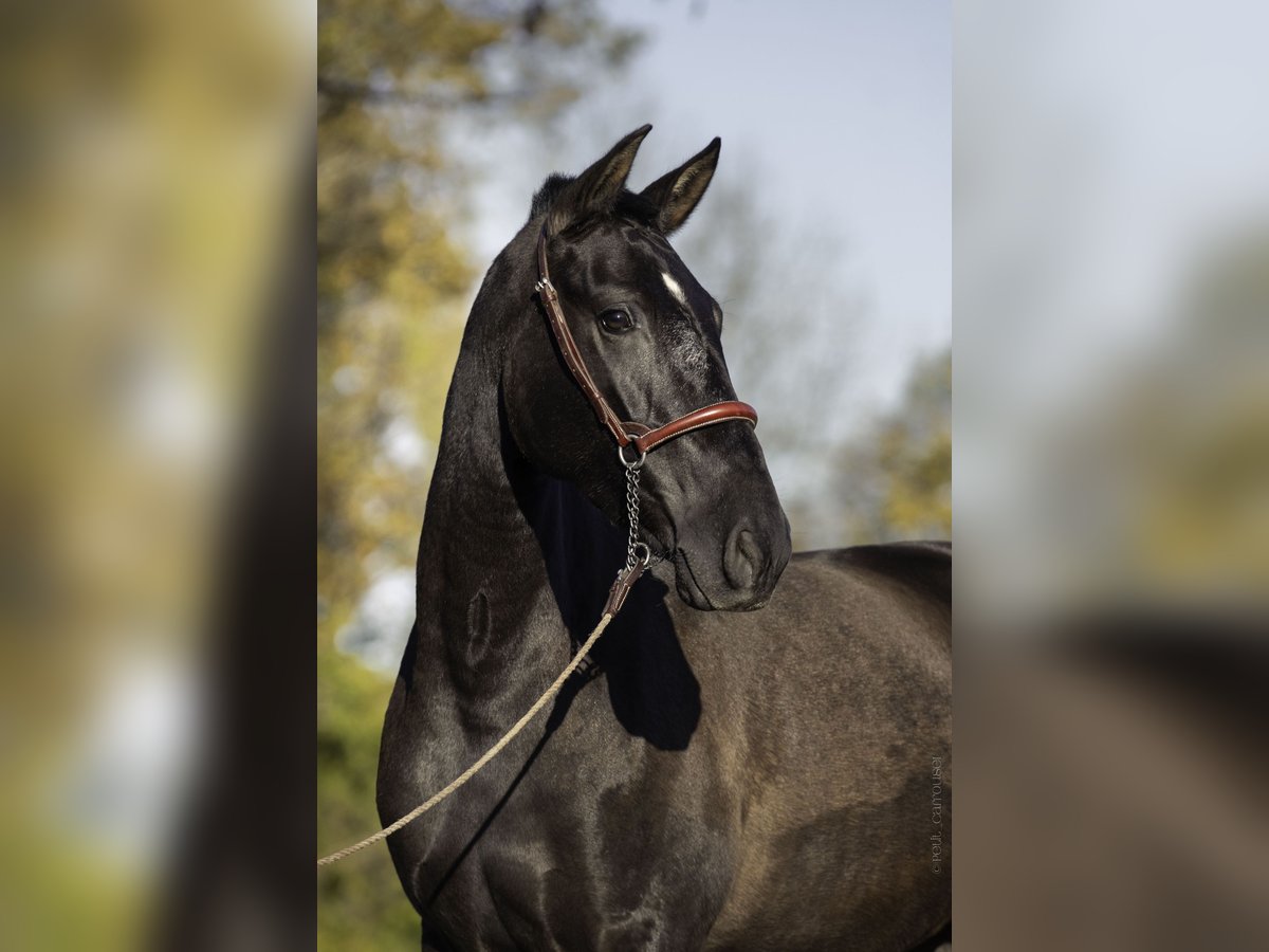 PRE Mix Merrie 4 Jaar 165 cm Zwart in CAUMONT