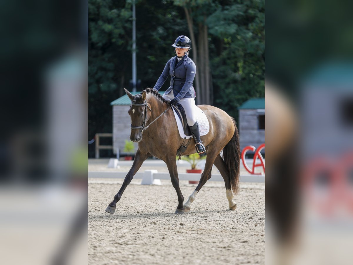 PRE Mix Merrie 4 Jaar 167 cm in bouzonville