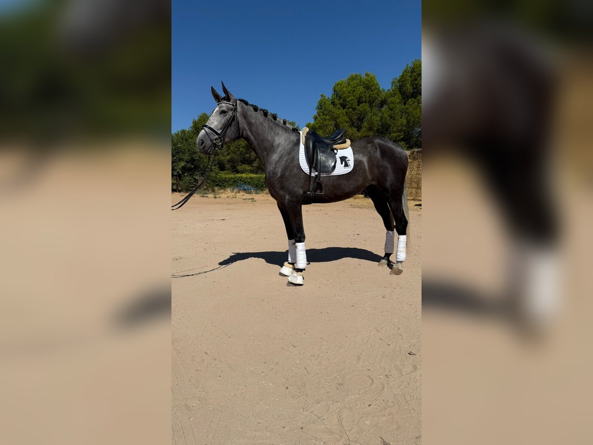PRE Merrie 4 Jaar 168 cm Schimmel in Villanueva De Alcardete