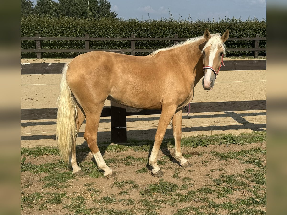 PRE Mix Merrie 4 Jaar Palomino in Daleiden