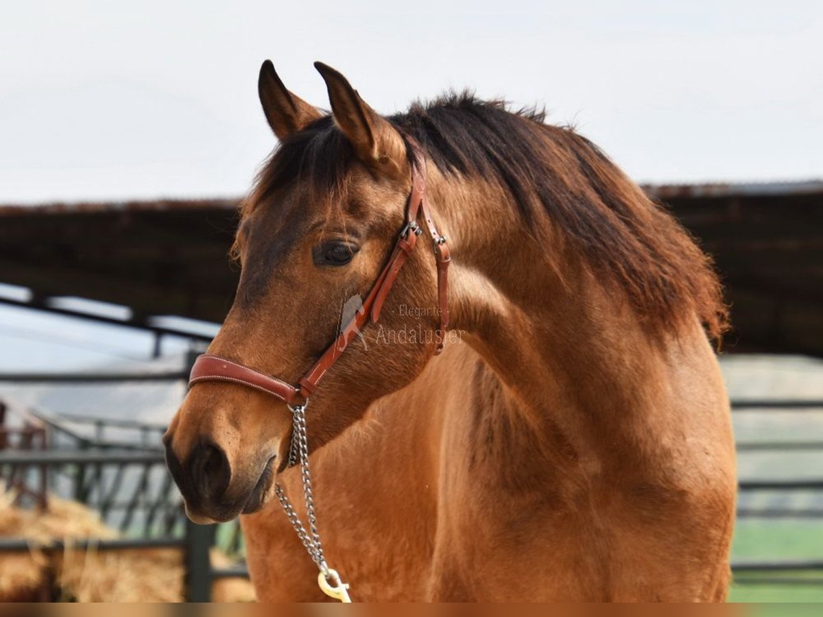 PRE Merrie 5 Jaar 156 cm Falbe in Provinz Cordoba