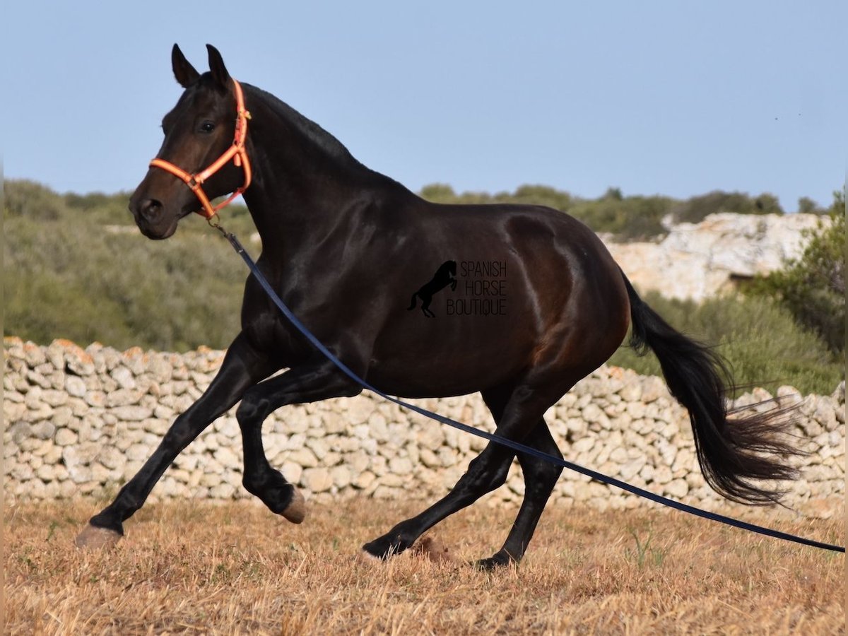 PRE Merrie 5 Jaar 158 cm Donkerbruin in Menorca