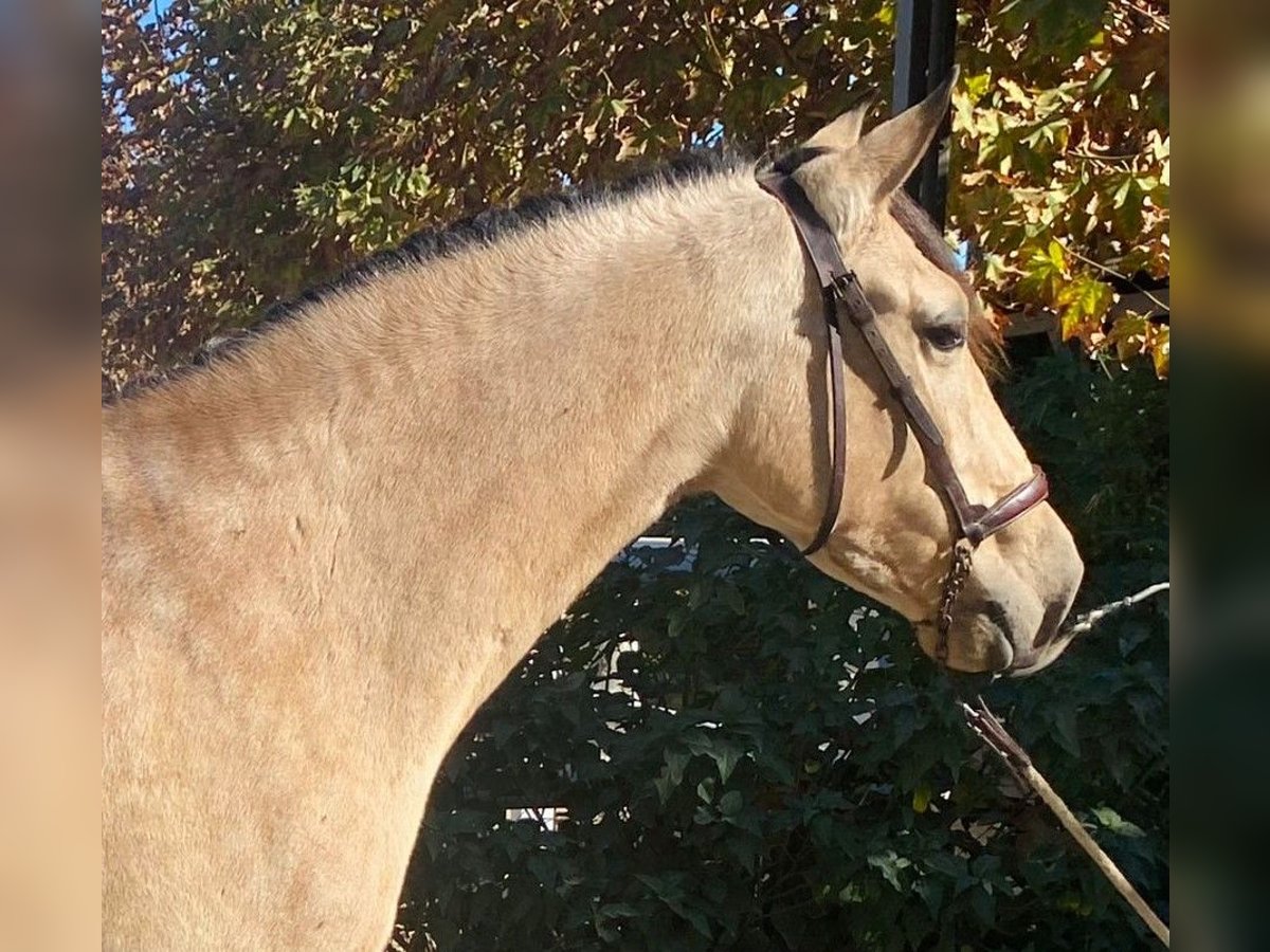 PRE Mix Merrie 5 Jaar 160 cm Roodbruin in Malaga