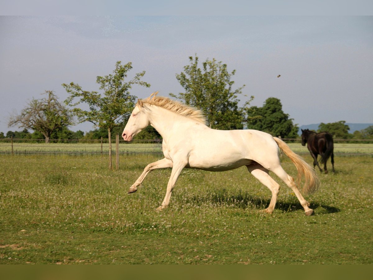 PRE Merrie 5 Jaar 162 cm Perlino in Balingen